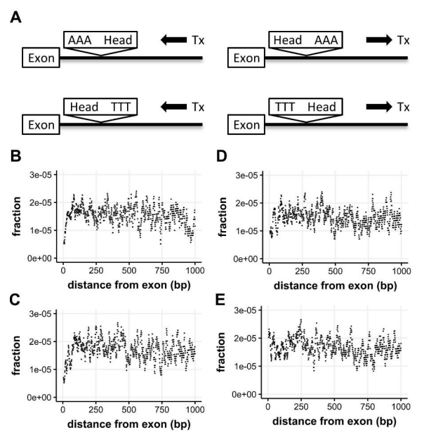 Polymorphic SINEC_Cf Retrotransposons in the Genome of the Dog (Canis familiaris)